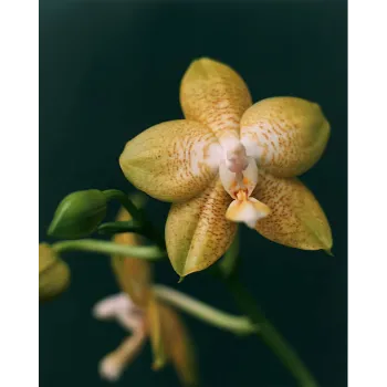 Yellow Orchid Flower